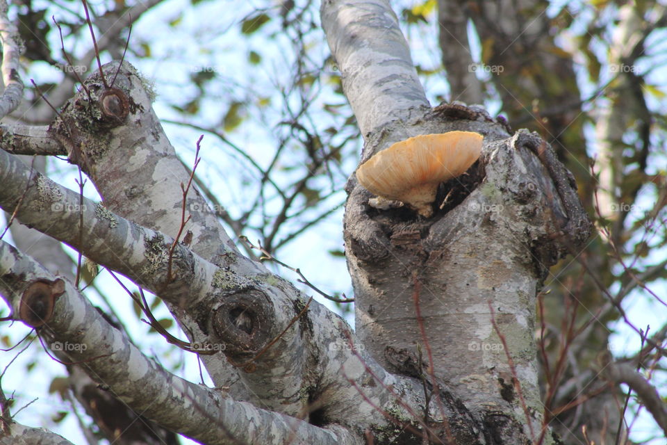 Mushroom tree