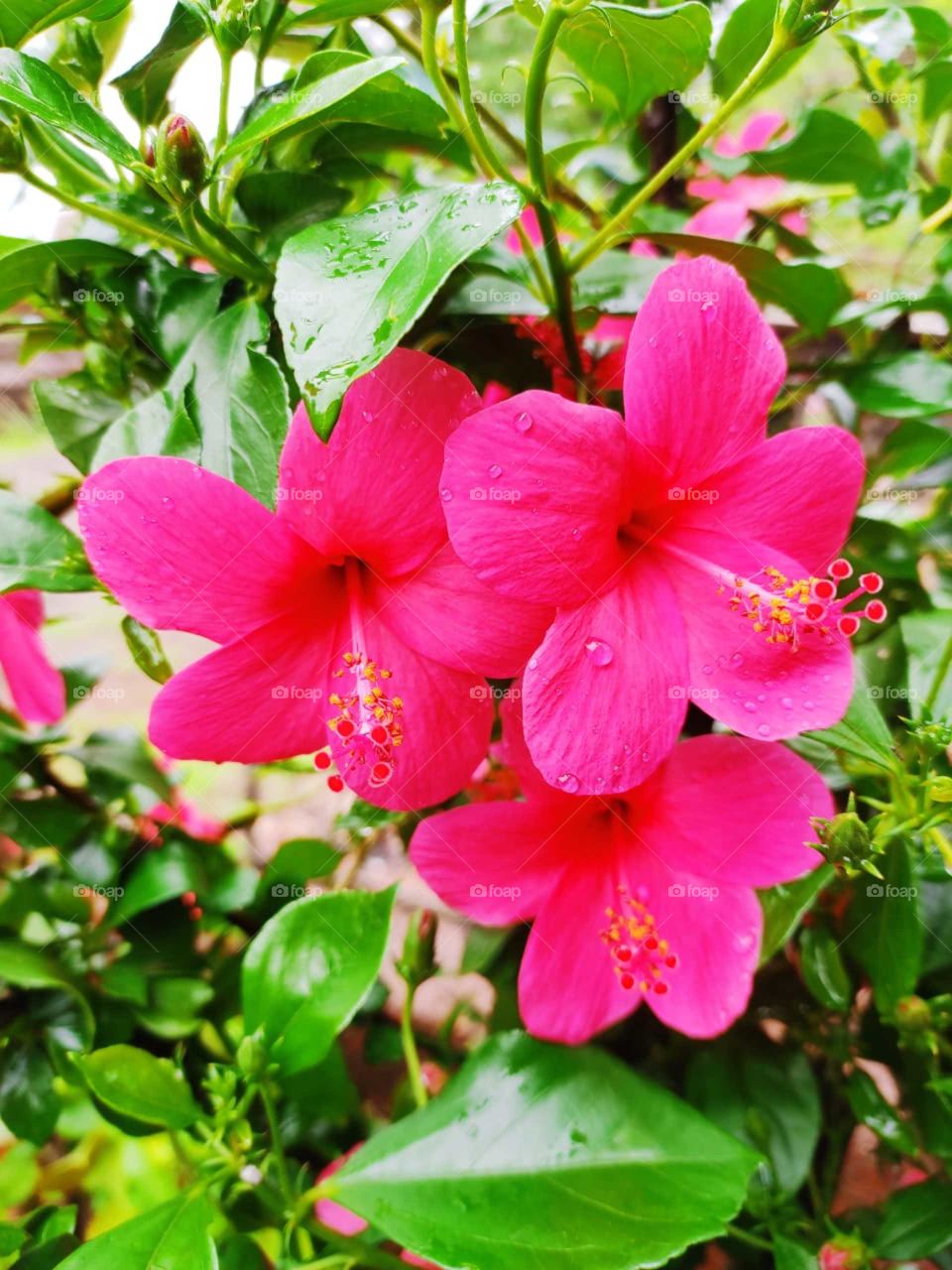 Beautiful Plant, Pink Flowers #OriginalContent # Foap