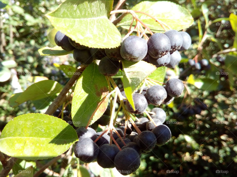 Aronia