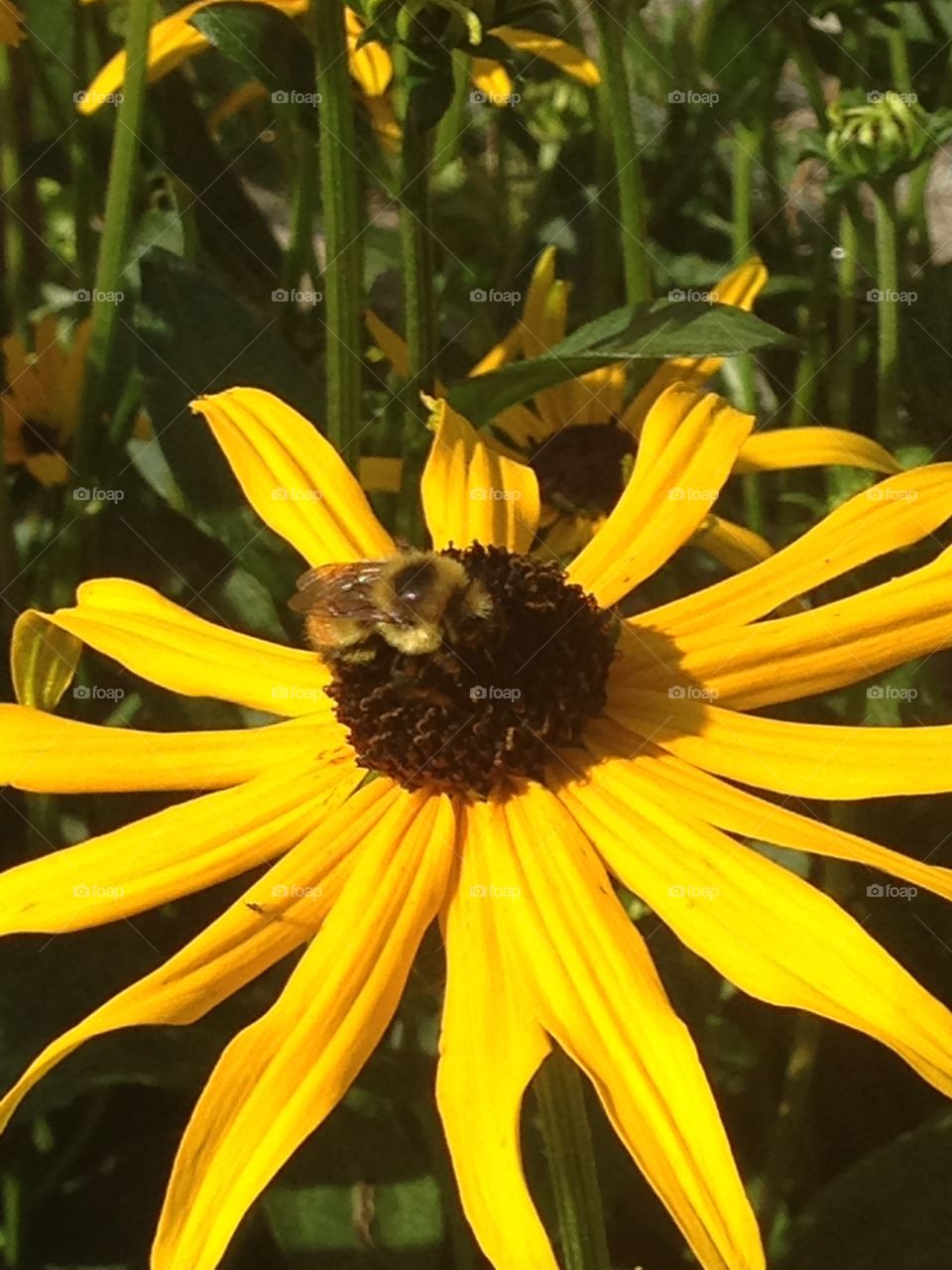 Bee in flower