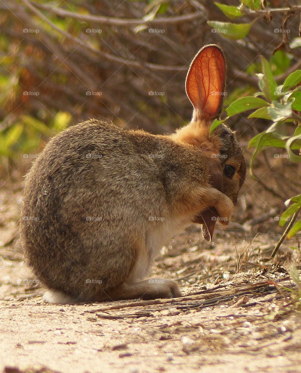 Bunny's Big ear to wash