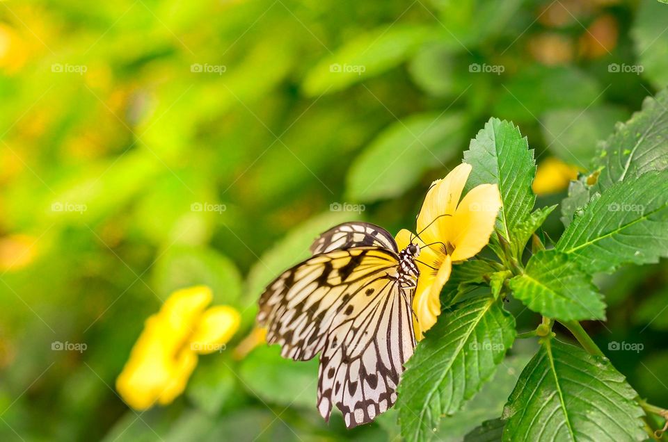 a butterfly sitting in a flower