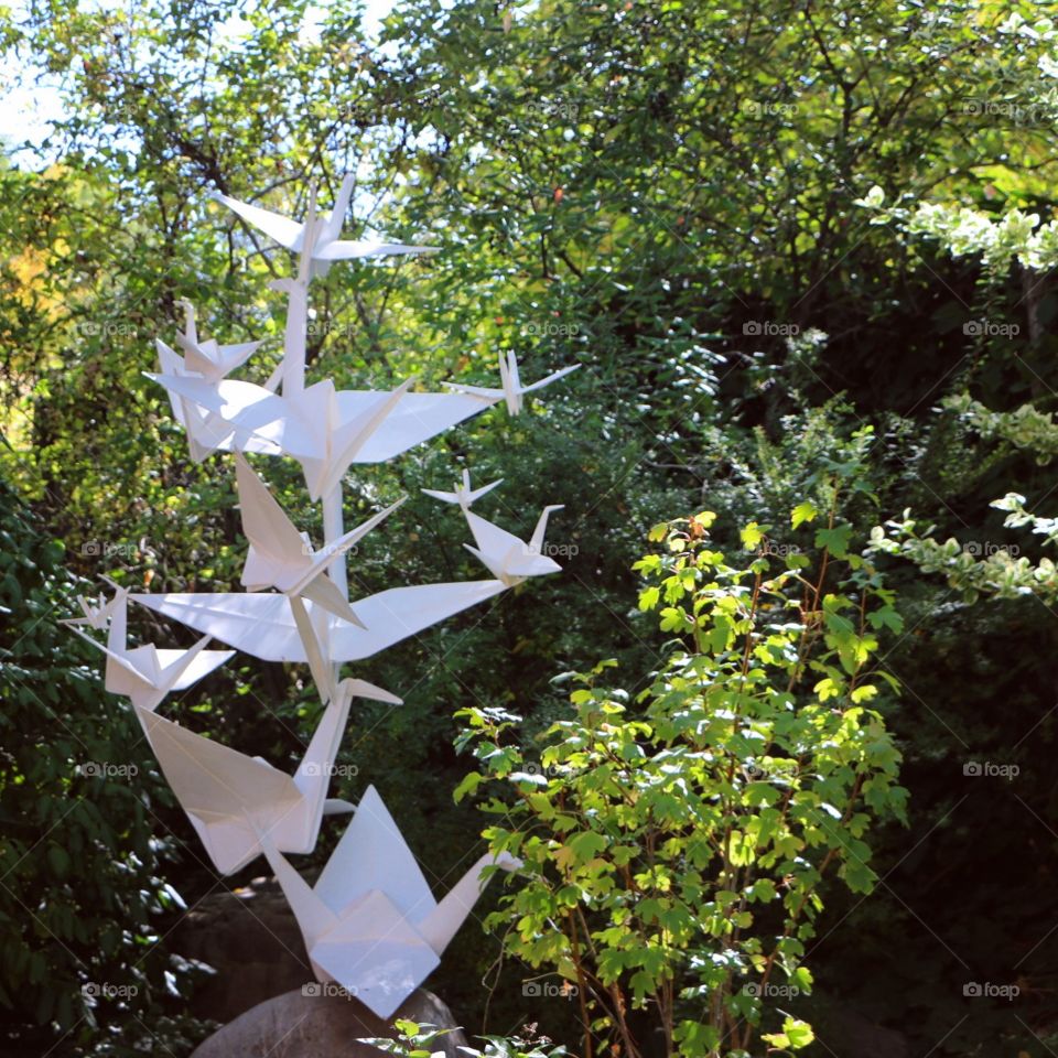 No Person, Outdoors, Nature, Flower, Leaf