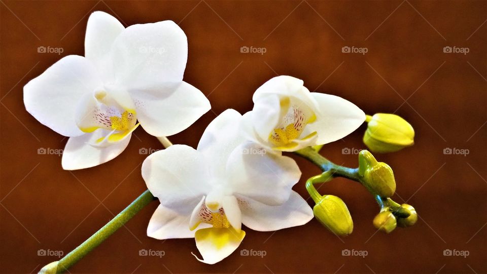 White and yellow orchids flowers and unopened buds