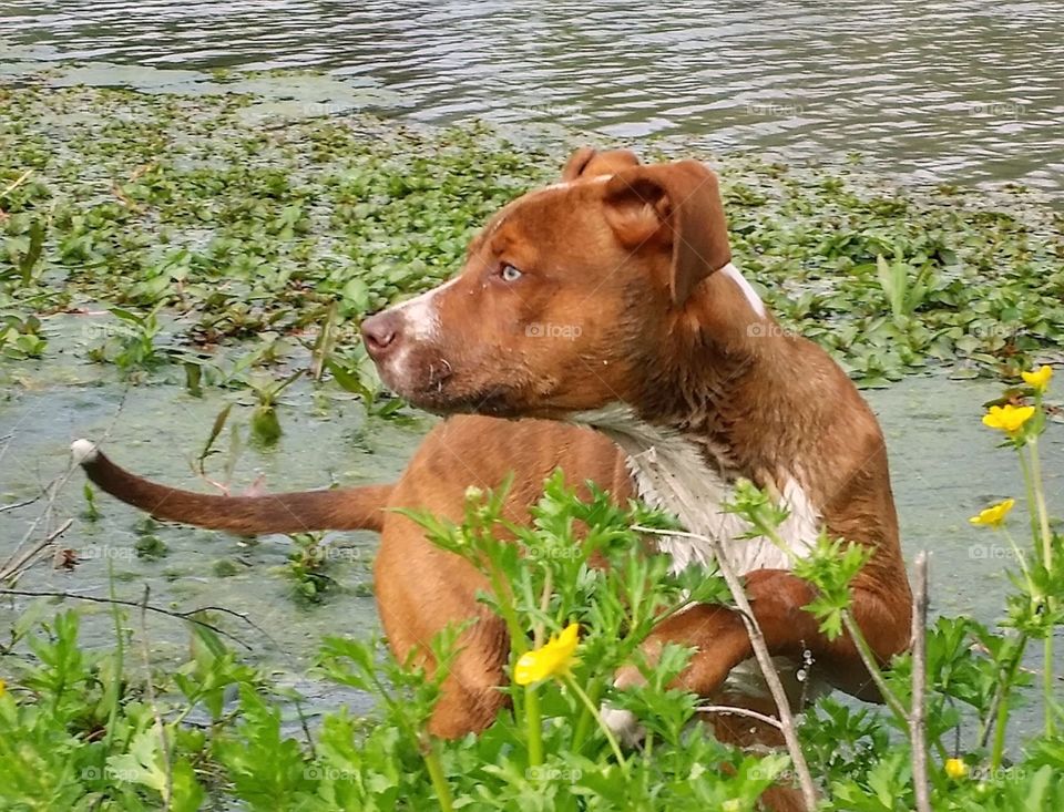 A Catahoula pitbull terrier mix puppy in a pond with yellow flowers looking in the distance