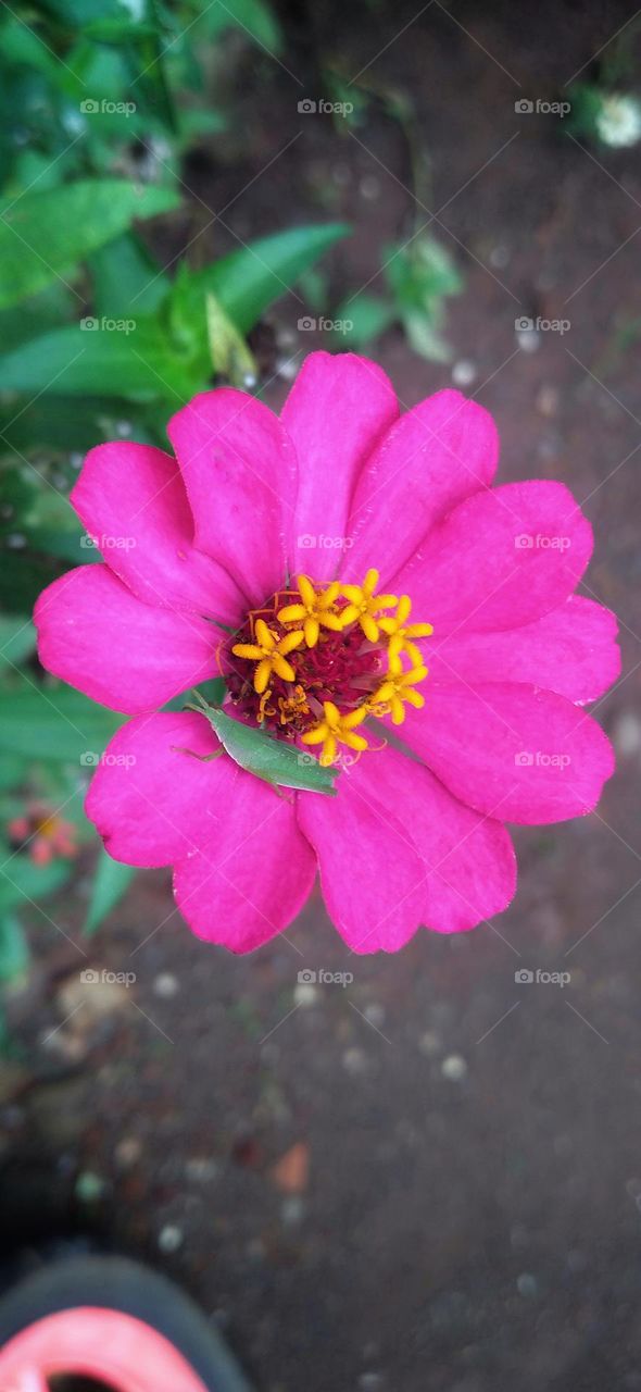 A small green grasshopper perched on a blooming flower