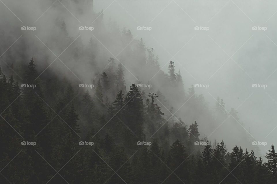 fog-rolls-through-forest-hillside
