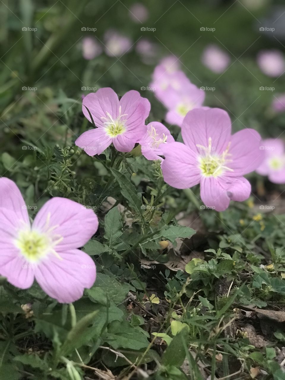 Wild Purple spring flowers