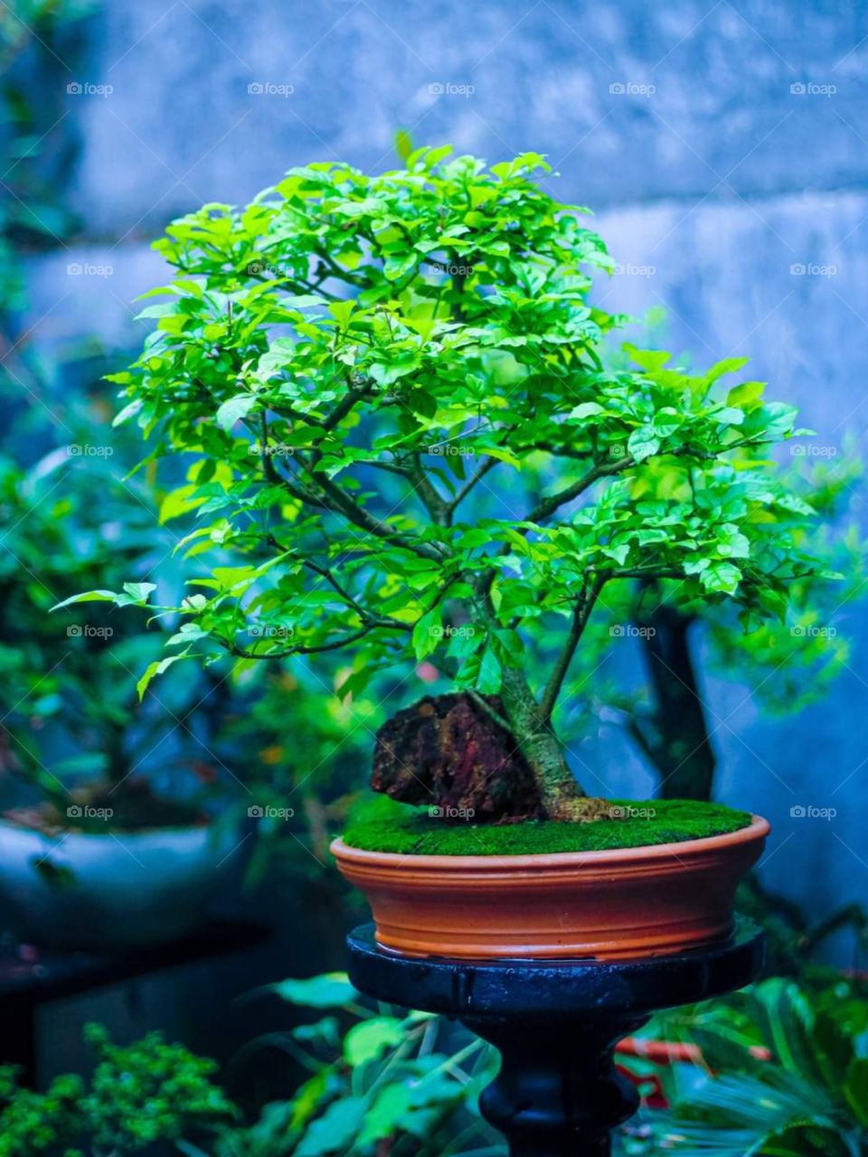 Bonsai tree