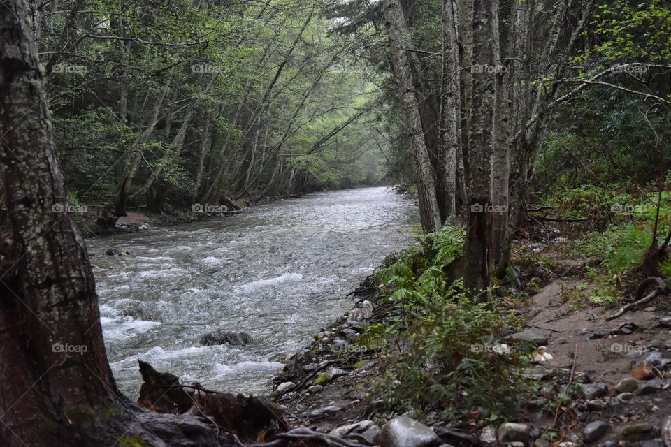 Beautiful river flowing through a magical forest