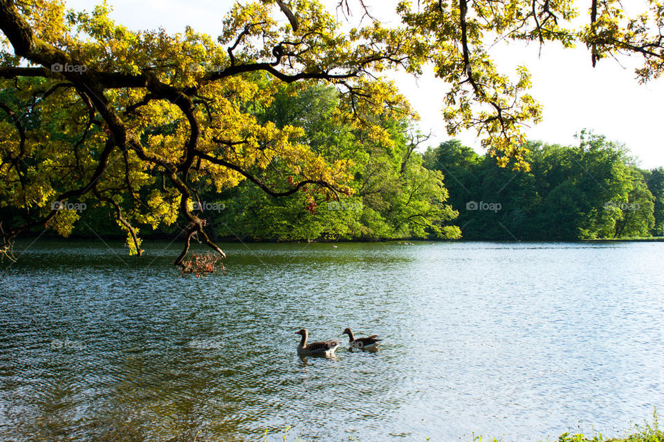 Ducks at Nymphenburg