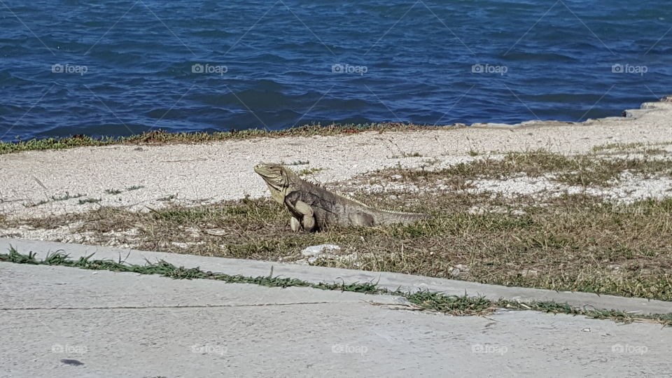 iguana crossing