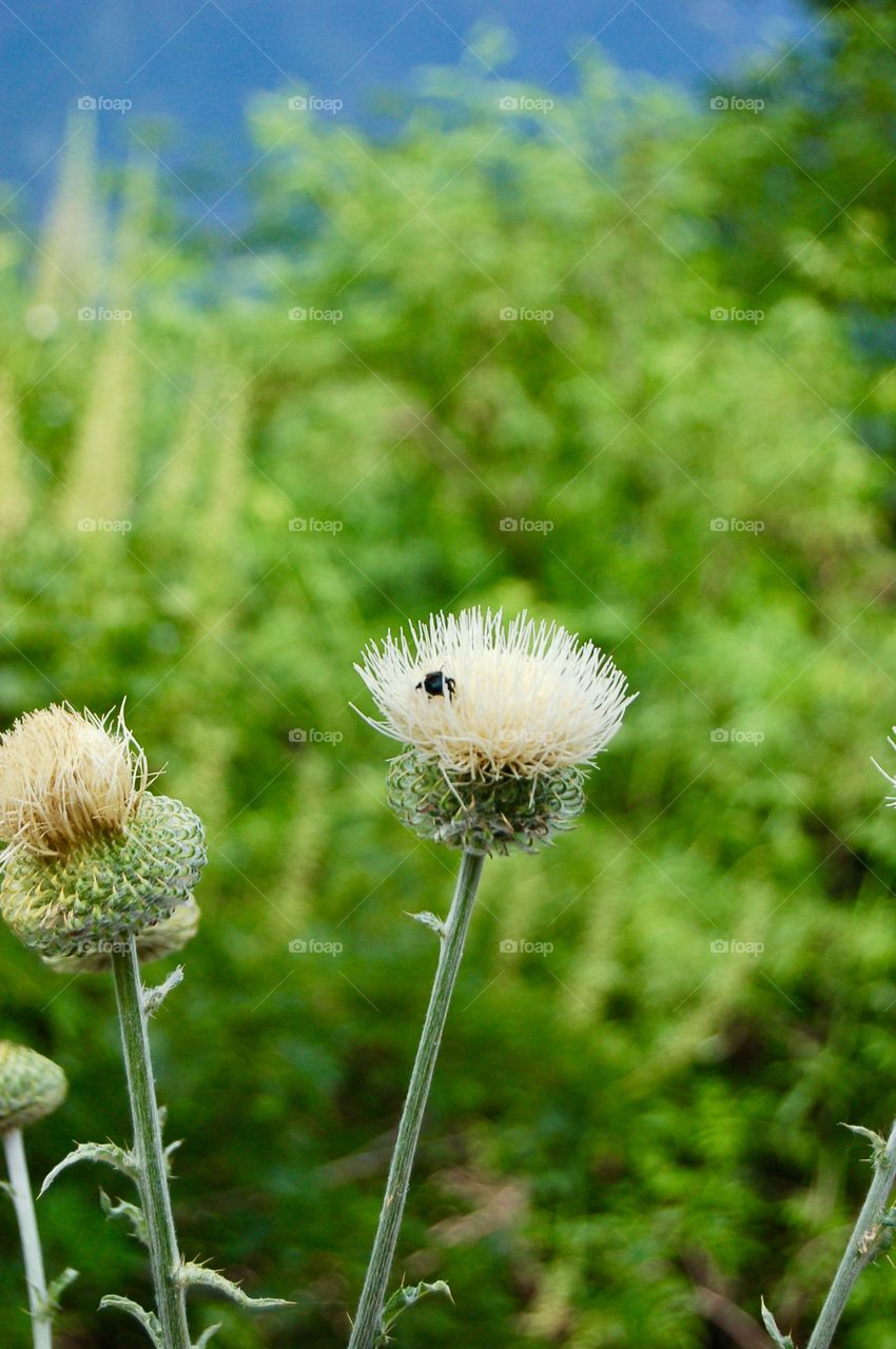 Bug On Thistle