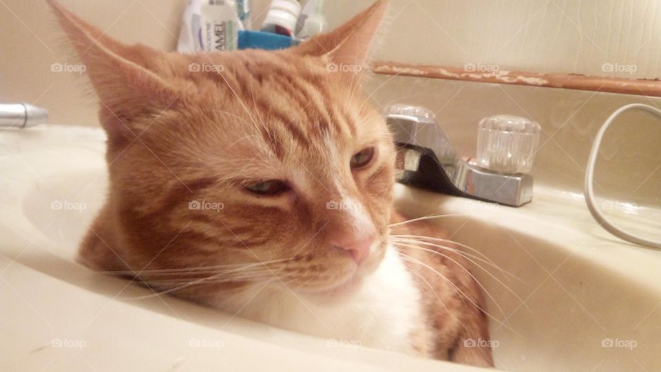 Loki falling asleep in the sink