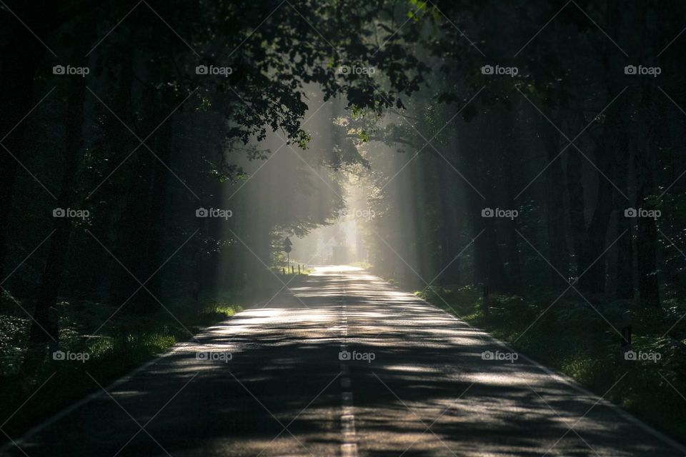 Gray Asphalt Road Surrounded by Tall Trees