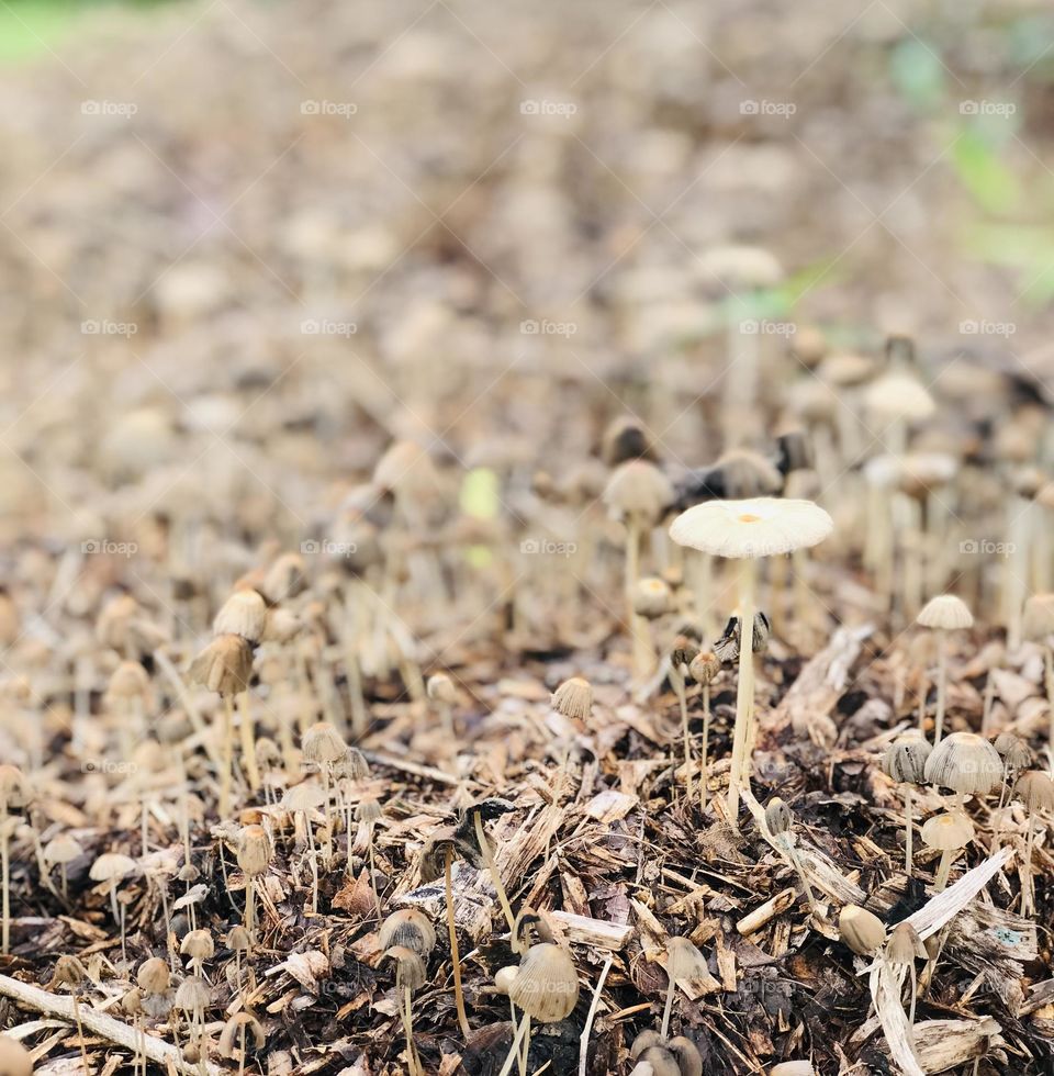 Portrayed single fresh white mushrooms from thousands of mushrooms.