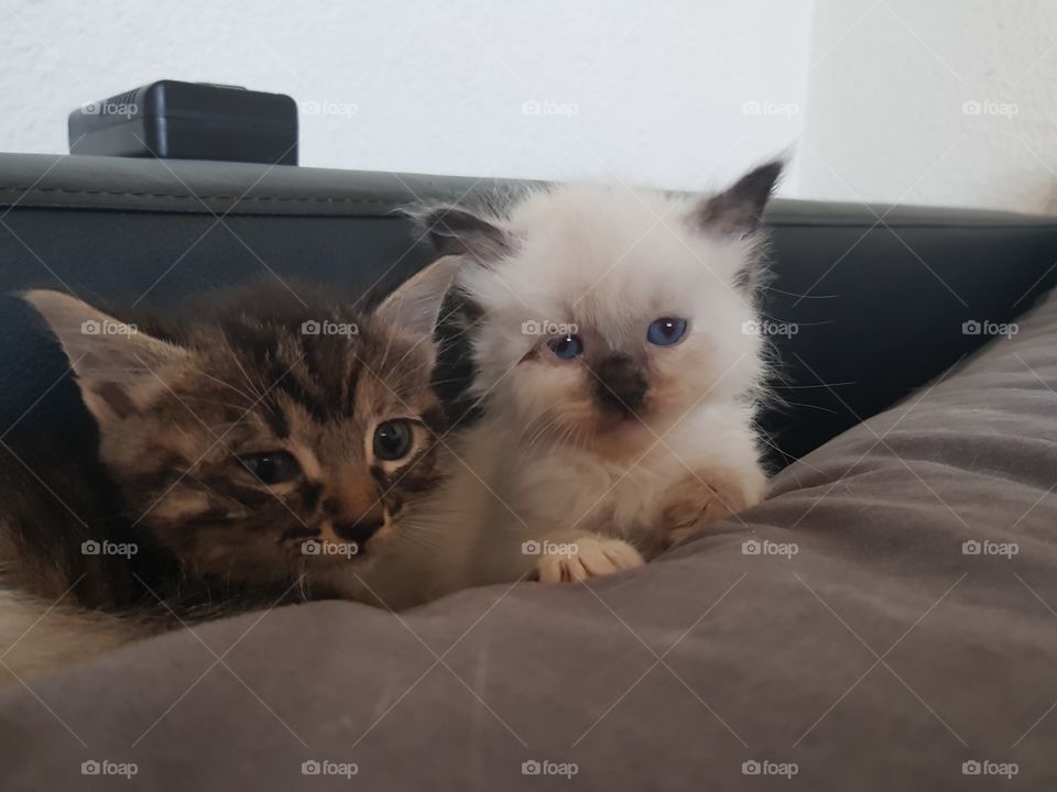 My little bebe cats,3 little monsters🤣😂😂😂❤❤❤