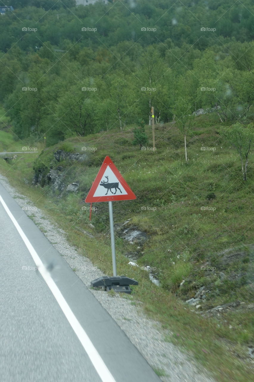 Caution, reindeer!