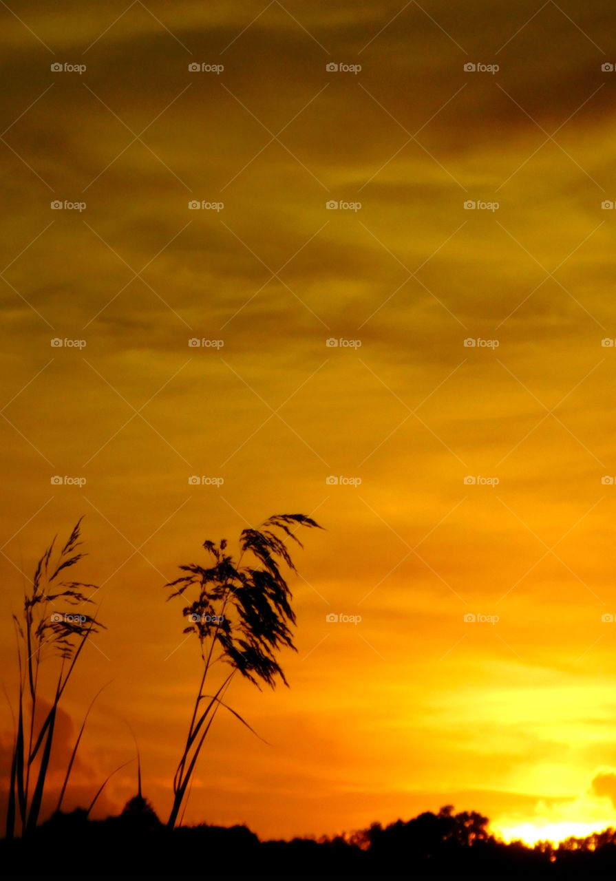 Silhouette of plant on field during sunset