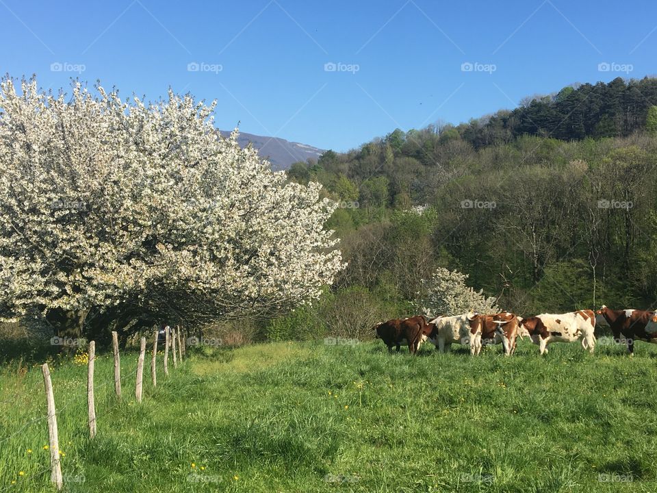 Blooming cherry tree in springtime