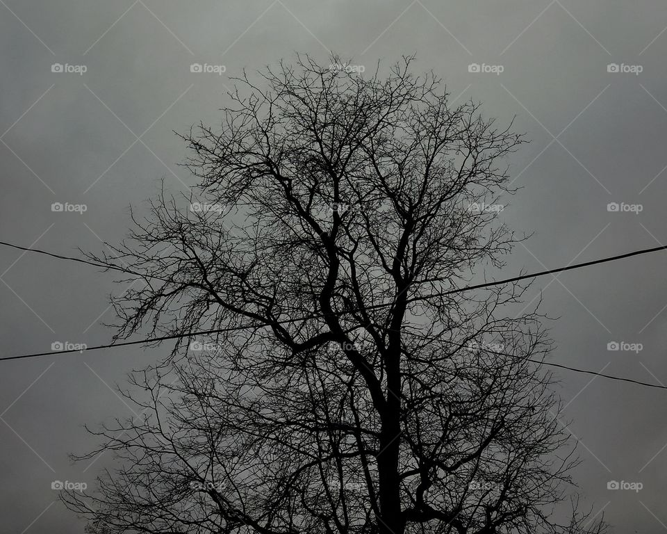 Moody tree with power lines 