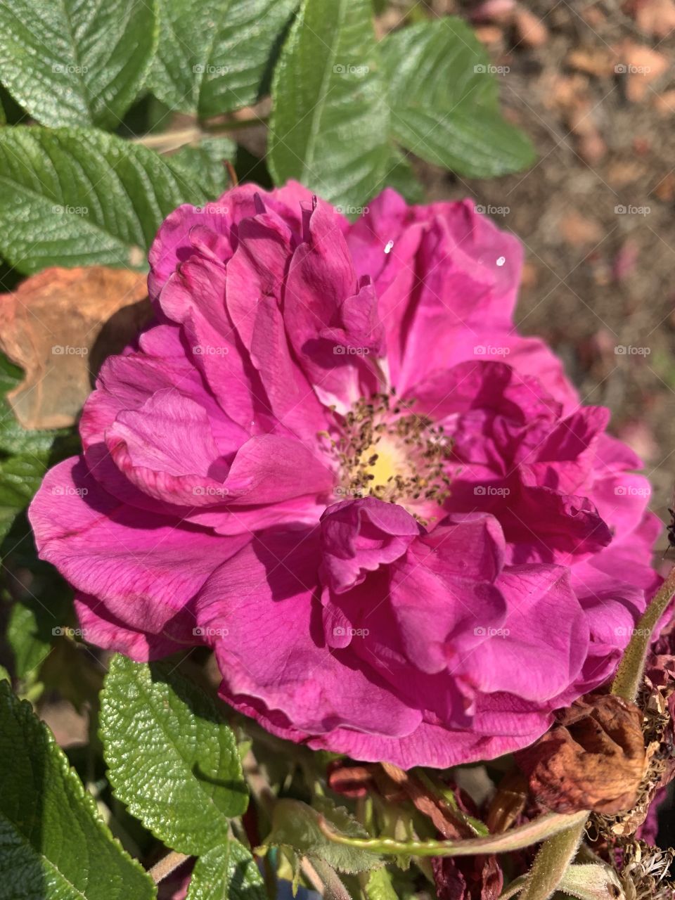 Wild rose on the way to the park 