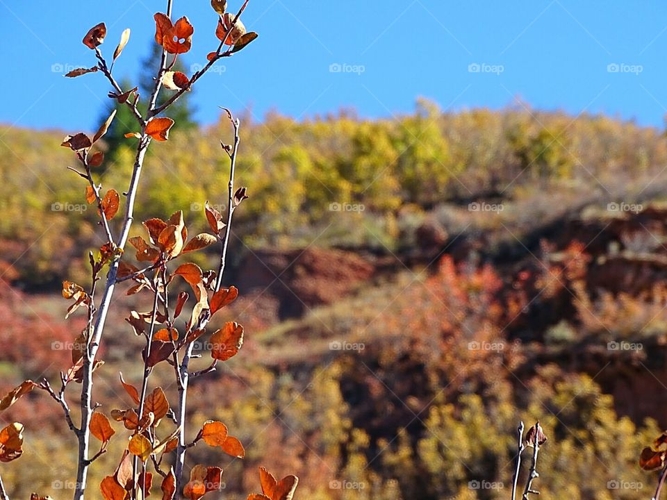 Fall Colors