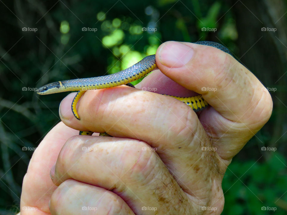 Ring neck snake
