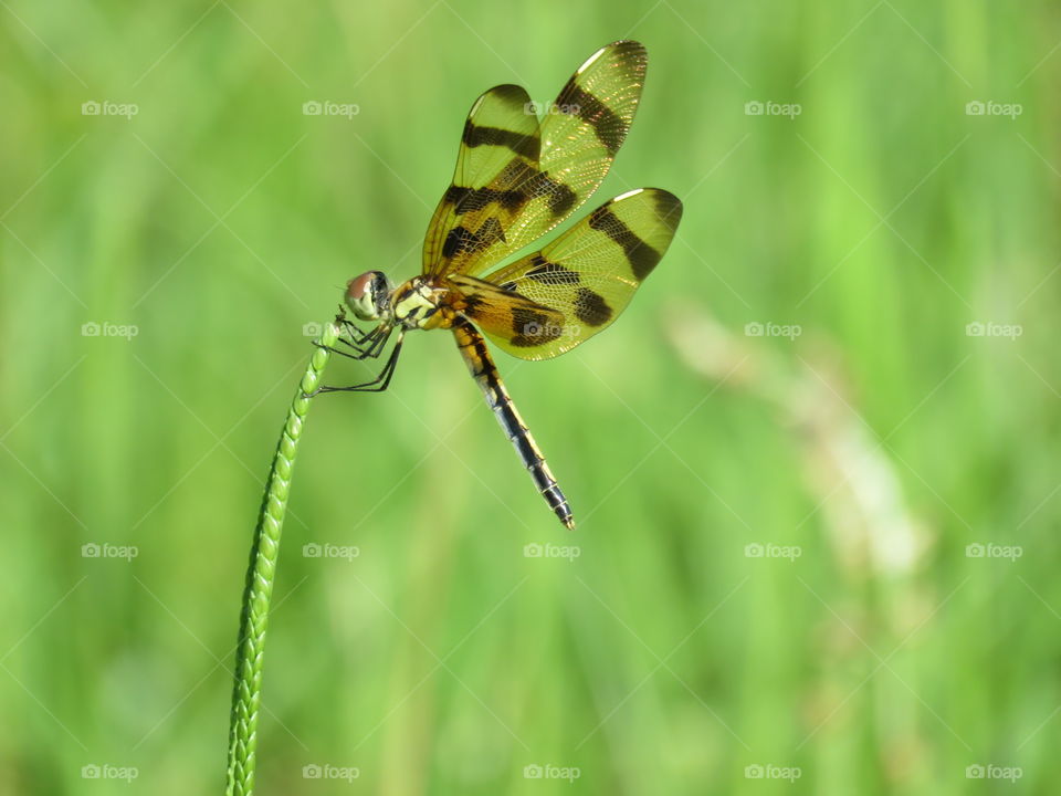 Halloween Pennant