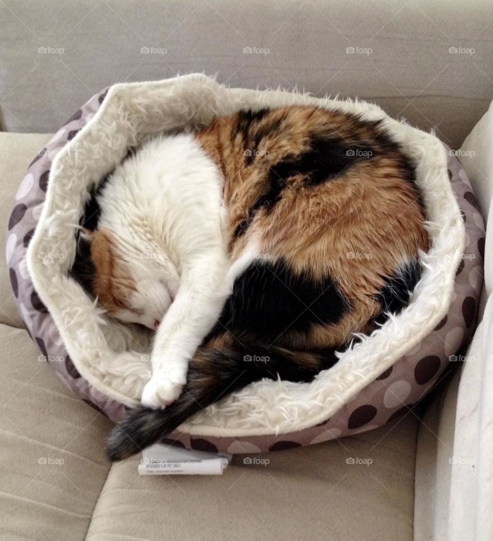 Curled Calico