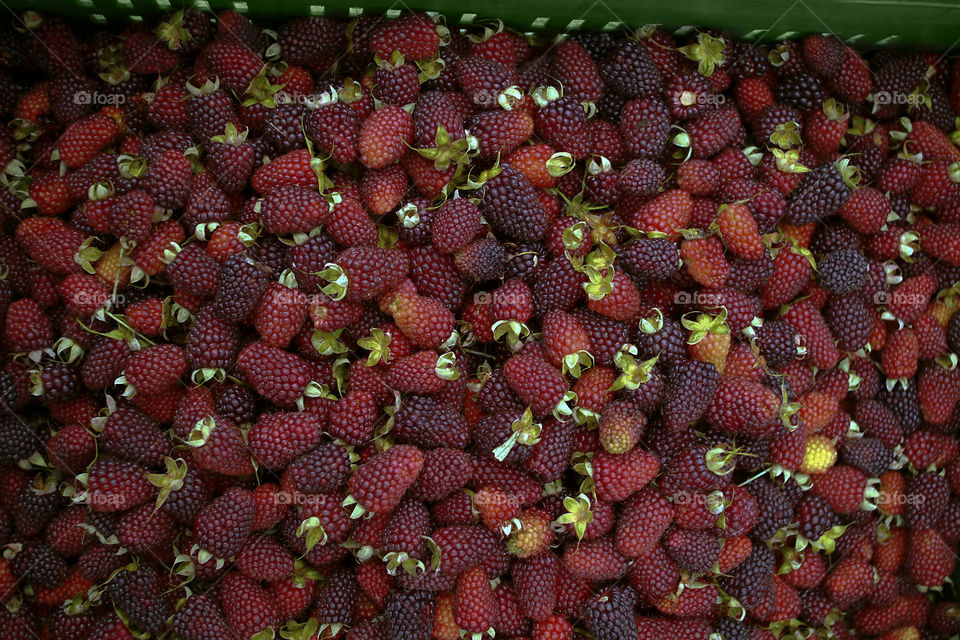 Loganberries raspberries Bayas- fruit- black - Zarzamora - Rosaceae .