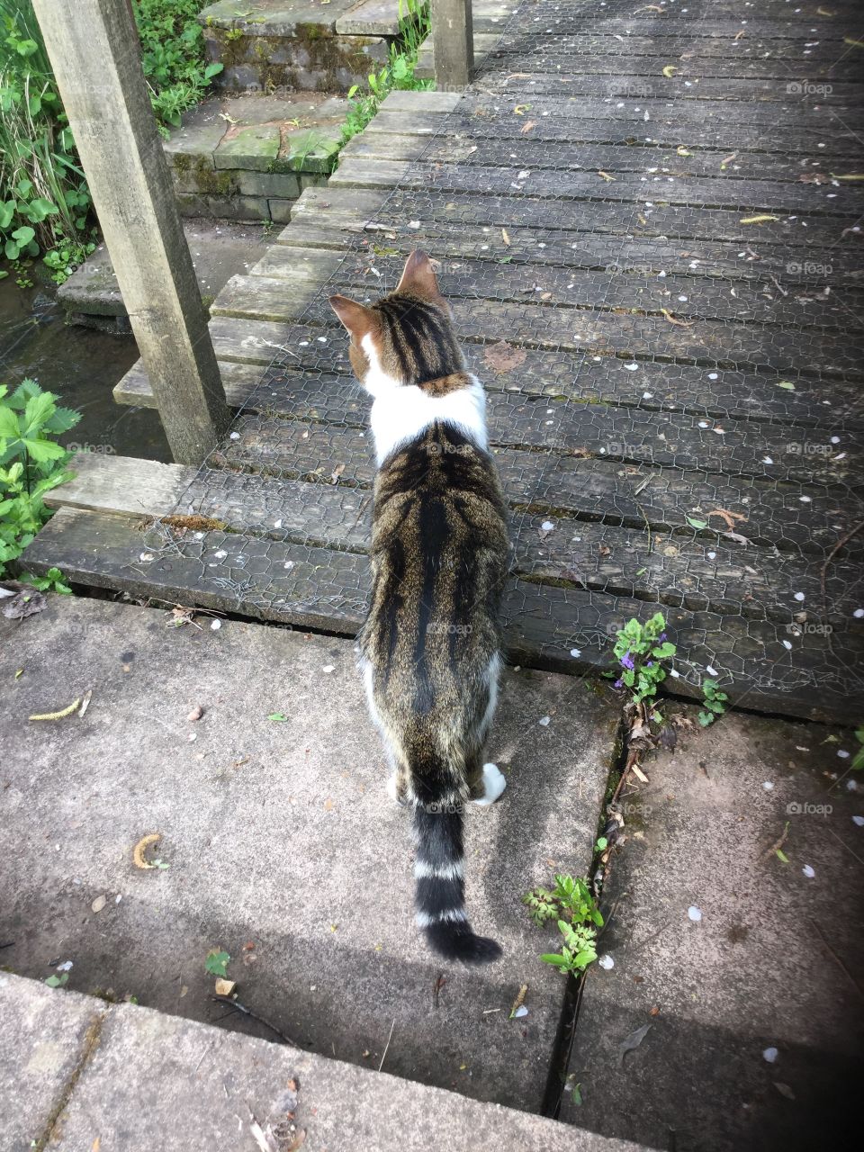 Cat. Cat in garden 