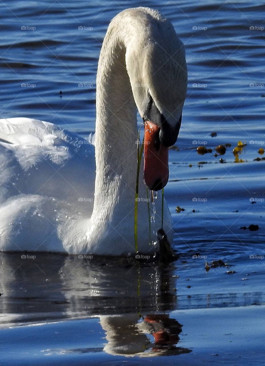 Swan close-up 