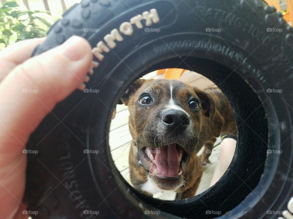puppy Tire frame framed happy excited face looking toy play playing