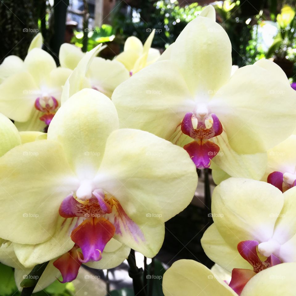 Orchids at the Atlanta Botanical Gardens