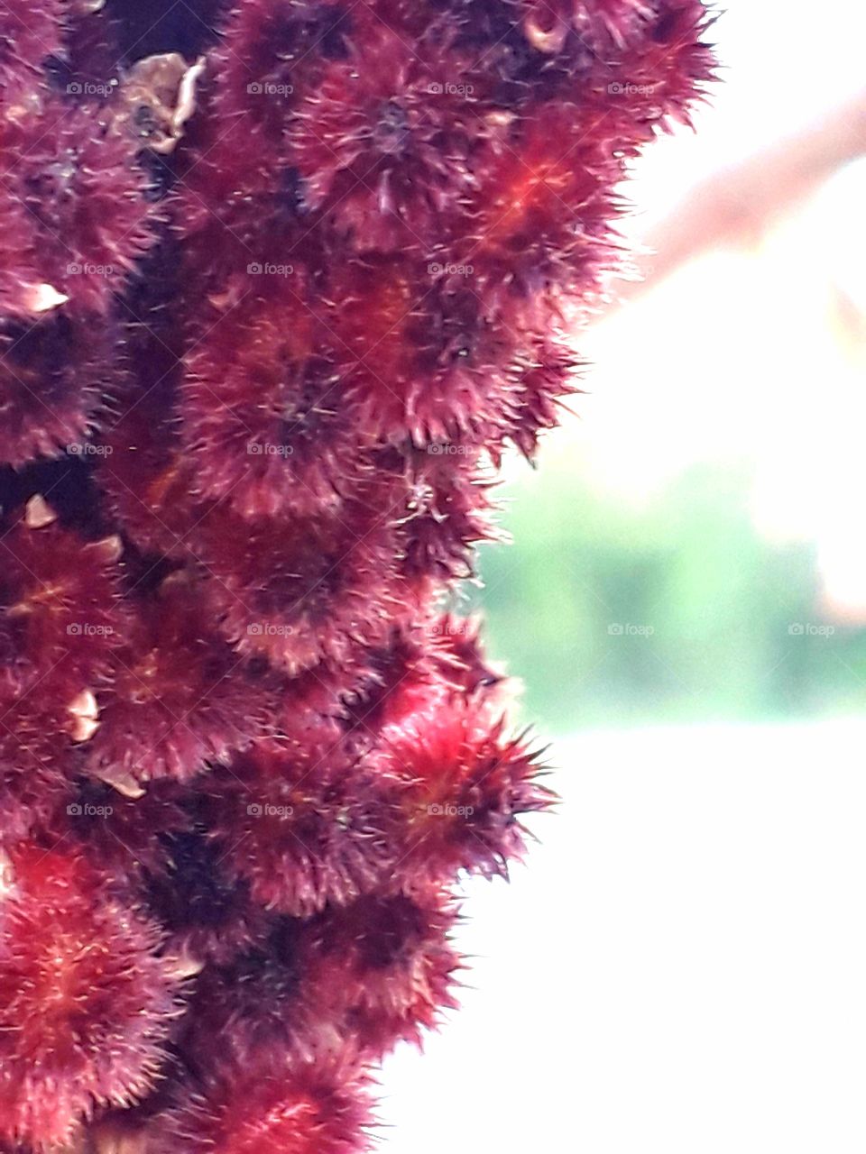 texture of the world -  structure of sumac fruit