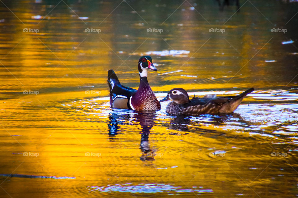 Wood ducks in golden water