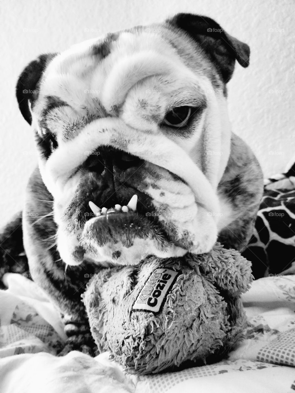 Just a dog and one of his favorite toys. Winston the bulldog.