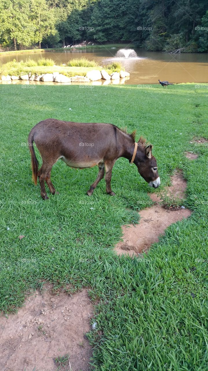 a brown donkey. a brown donkey