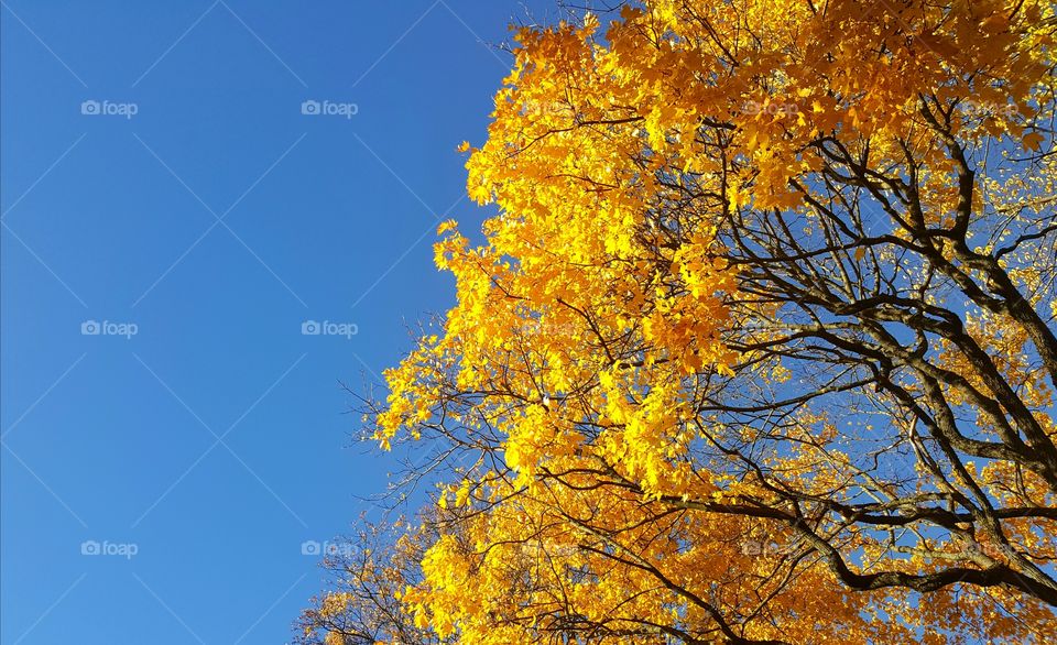 Blue sky, yellow tree