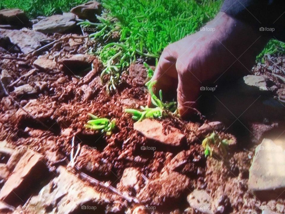 human hand instill a young plant.