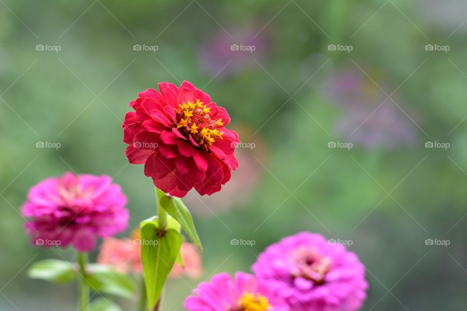 colorful flowers green background