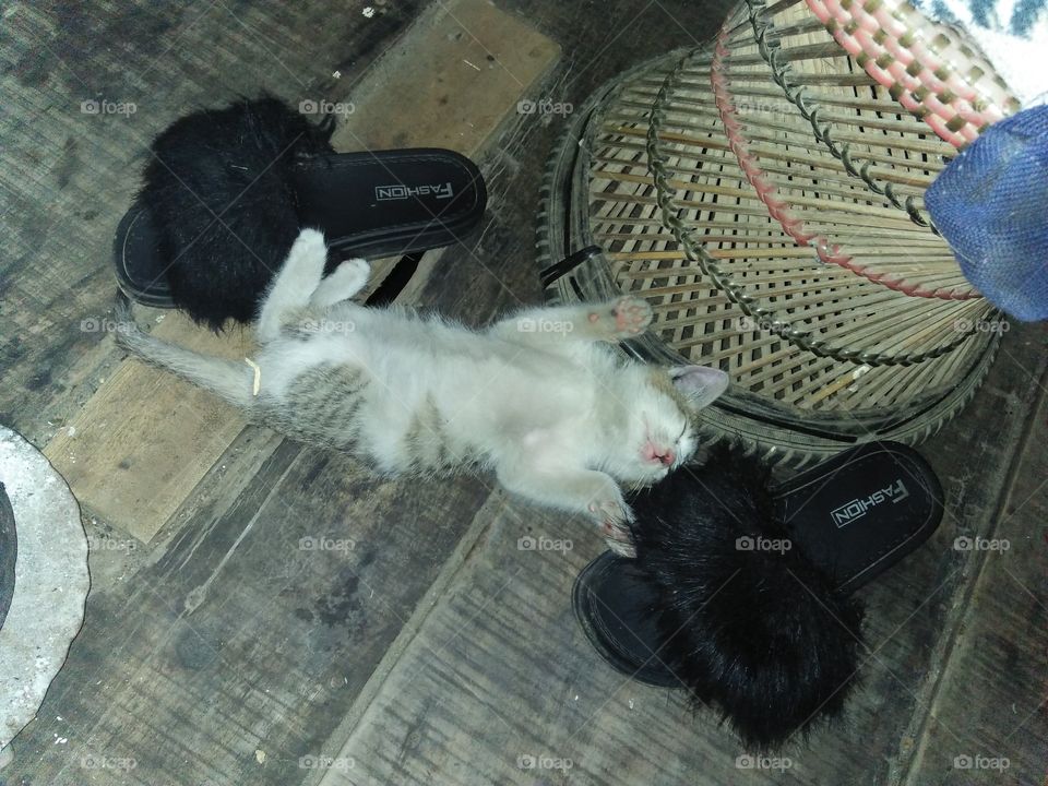 Kitten cat was feeling sleepy freestyle