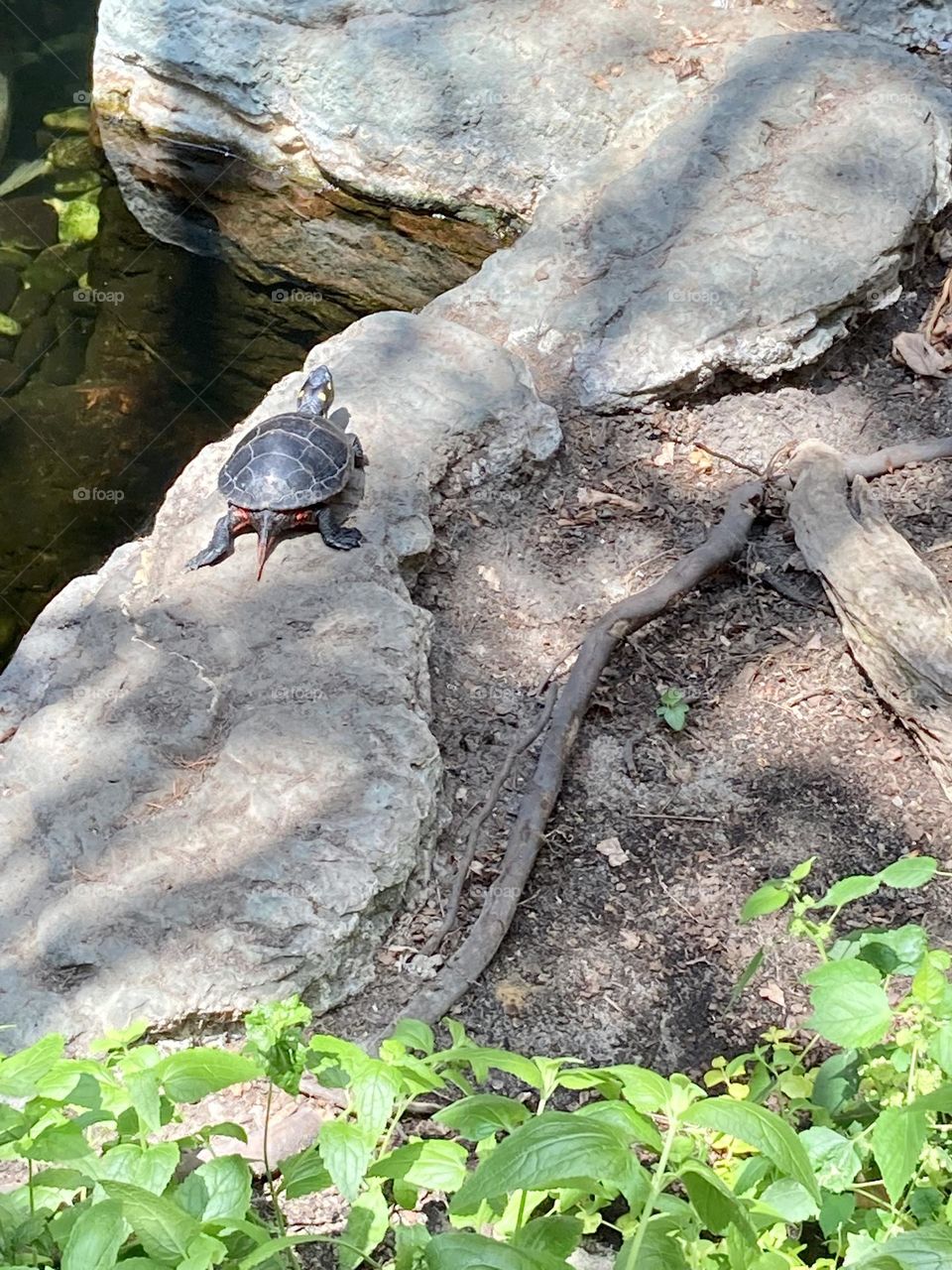 Turtle on rock