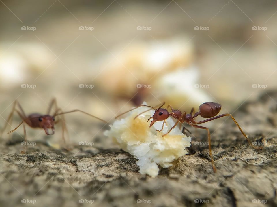 Closeup of a red ant.