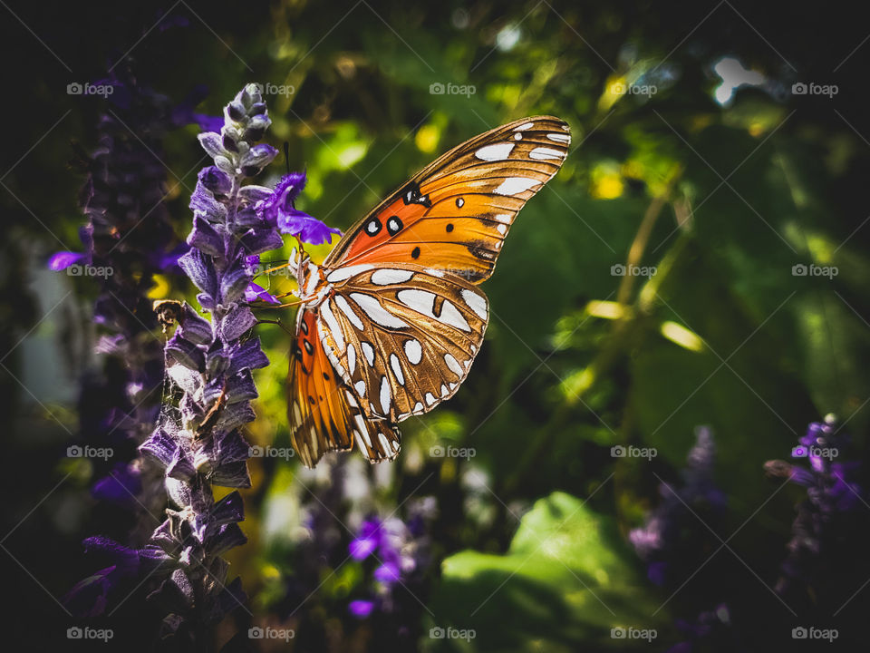 Colorful orange butterfly on a purple mystic spires flower