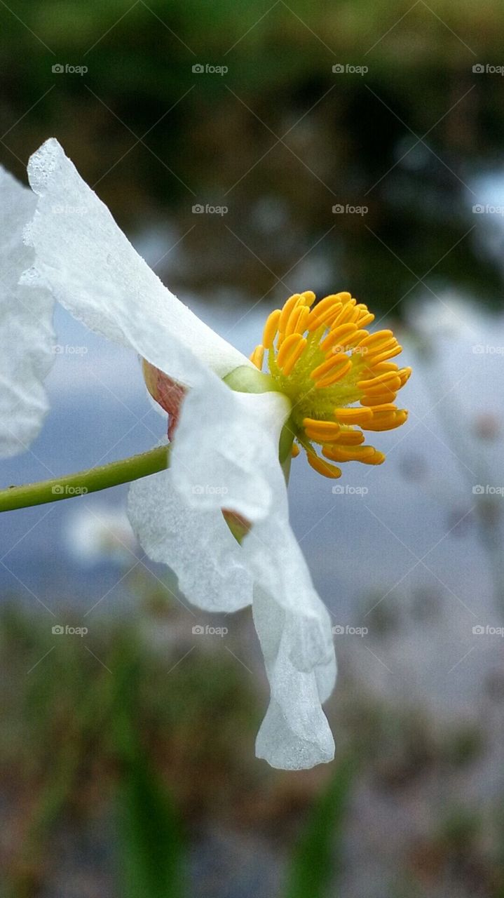 Breast Flower. delicate to the touch, sensuality to the eyes