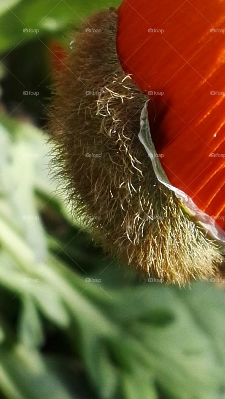 acro shot red and green nature