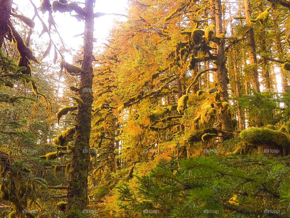 Mossy Forest. Mossy Forest (Fort Abercrombie, Kodiak Alaska)