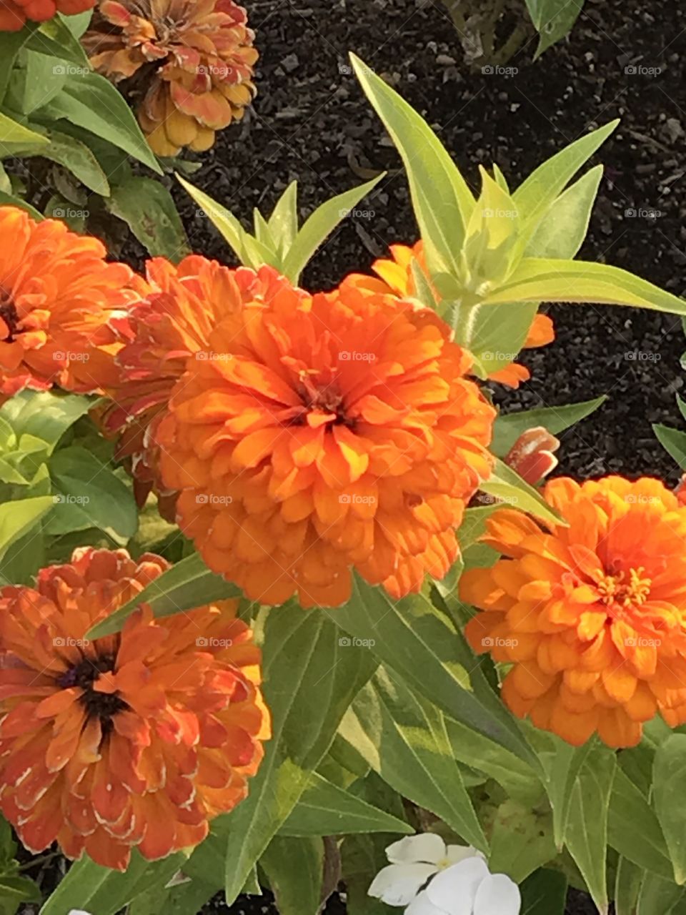 Beautiful flowers at church. The vivid color of these flowers is most definitely a sight for sore eyes that brightens one’s heart.